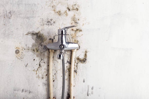Best Mold Inspection  in Somerset, KY