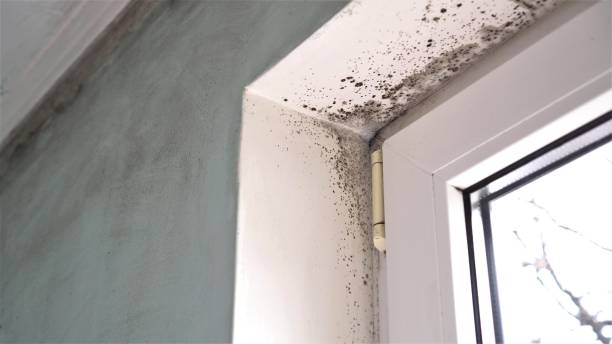 Best Toxic Mold Removal  in Somerset, KY