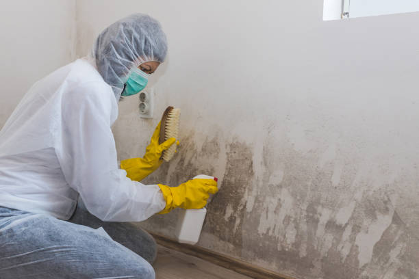 Best Professional Mold Removal  in Somerset, KY