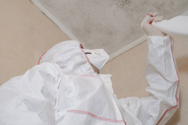 Best Office Mold Removal Services  in Somerset, KY