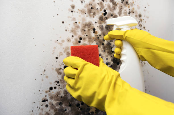 Best Attic Mold Removal  in Somerset, KY