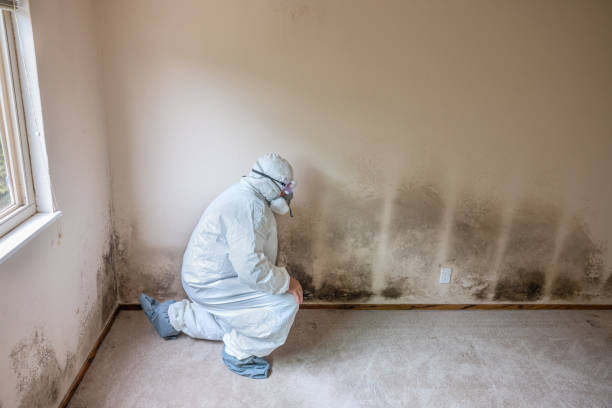 Best Certified Mold Removal  in Somerset, KY