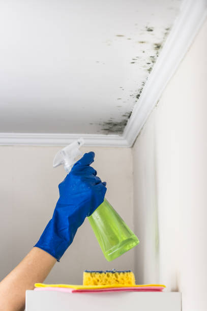 Best Best Mold Removal Companies  in Somerset, KY